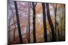 Wood Mount