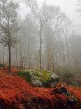 Rainy Day Cooper Lake-Kelly Sinclair-Photographic Print