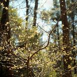 Rainy Day Cooper Lake-Kelly Sinclair-Photographic Print