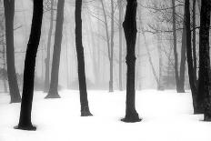 Winter Fog-Kelly Sinclair-Photographic Print