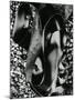 Kelp and Pebbles, Oregon, 1974-Brett Weston-Mounted Premium Photographic Print