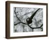 Kelp and Sand, Baja California, 1967-Brett Weston-Framed Photographic Print