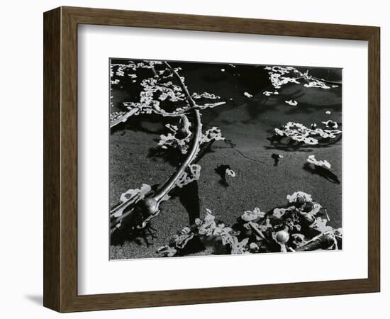 Kelp and Water, Garrapata, 1951-Brett Weston-Framed Photographic Print