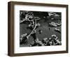 Kelp and Water, Garrapata, 1951-Brett Weston-Framed Photographic Print