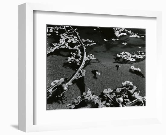 Kelp and Water, Garrapata, 1951-Brett Weston-Framed Photographic Print