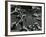 Kelp and Water, Garrapata, 1951-Brett Weston-Framed Photographic Print