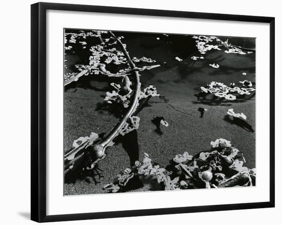 Kelp and Water, Garrapata, 1951-Brett Weston-Framed Photographic Print