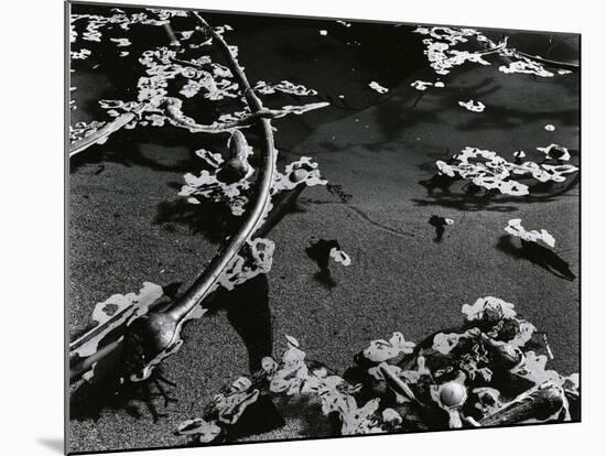 Kelp and Water, Garrapata, 1951-Brett Weston-Mounted Photographic Print