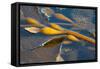 Kelp at Haida Gwaii, British Columbia, Canada-Michael DeFreitas-Framed Stretched Canvas