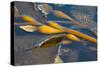 Kelp at Haida Gwaii, British Columbia, Canada-Michael DeFreitas-Stretched Canvas