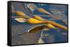Kelp at Haida Gwaii, British Columbia, Canada-Michael DeFreitas-Framed Stretched Canvas