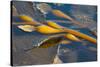 Kelp at Haida Gwaii, British Columbia, Canada-Michael DeFreitas-Stretched Canvas