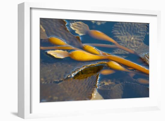 Kelp at Haida Gwaii, British Columbia, Canada-Michael DeFreitas-Framed Photographic Print