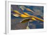 Kelp at Haida Gwaii, British Columbia, Canada-Michael DeFreitas-Framed Photographic Print