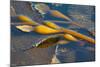 Kelp at Haida Gwaii, British Columbia, Canada-Michael DeFreitas-Mounted Photographic Print