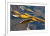 Kelp at Haida Gwaii, British Columbia, Canada-Michael DeFreitas-Framed Photographic Print