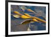 Kelp at Haida Gwaii, British Columbia, Canada-Michael DeFreitas-Framed Photographic Print