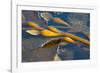 Kelp at Haida Gwaii, British Columbia, Canada-Michael DeFreitas-Framed Photographic Print