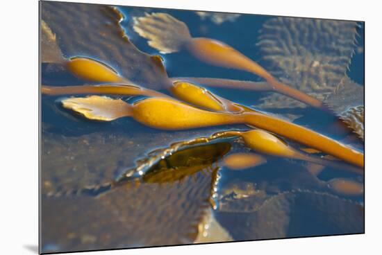 Kelp at Haida Gwaii, British Columbia, Canada-Michael DeFreitas-Mounted Photographic Print