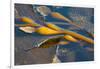 Kelp at Haida Gwaii, British Columbia, Canada-Michael DeFreitas-Framed Photographic Print