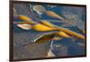 Kelp at Haida Gwaii, British Columbia, Canada-Michael DeFreitas-Framed Photographic Print