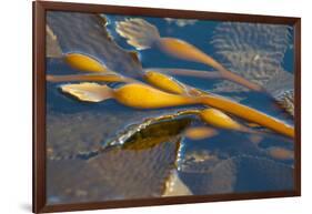 Kelp at Haida Gwaii, British Columbia, Canada-Michael DeFreitas-Framed Photographic Print