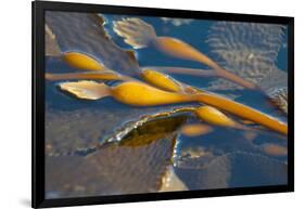 Kelp at Haida Gwaii, British Columbia, Canada-Michael DeFreitas-Framed Photographic Print