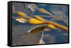 Kelp at Haida Gwaii, British Columbia, Canada-Michael DeFreitas-Framed Stretched Canvas