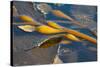 Kelp at Haida Gwaii, British Columbia, Canada-Michael DeFreitas-Stretched Canvas