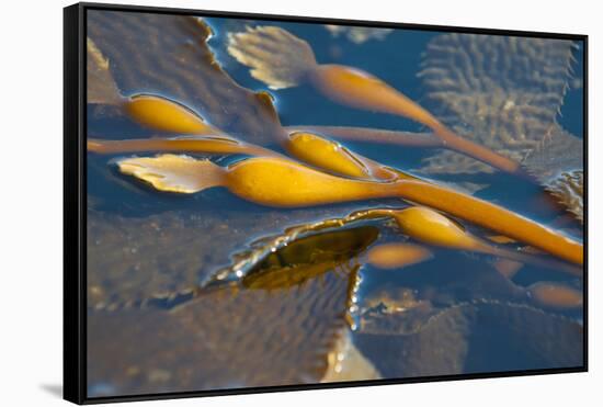 Kelp at Haida Gwaii, British Columbia, Canada-Michael DeFreitas-Framed Stretched Canvas