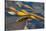 Kelp at Haida Gwaii, British Columbia, Canada-Michael DeFreitas-Stretched Canvas