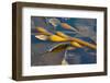 Kelp at Haida Gwaii, British Columbia, Canada-Michael DeFreitas-Framed Photographic Print