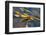 Kelp at Haida Gwaii, British Columbia, Canada-Michael DeFreitas-Framed Photographic Print