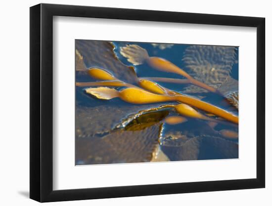 Kelp at Haida Gwaii, British Columbia, Canada-Michael DeFreitas-Framed Photographic Print