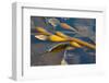 Kelp at Haida Gwaii, British Columbia, Canada-Michael DeFreitas-Framed Photographic Print