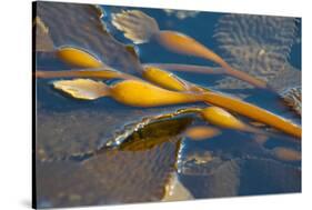 Kelp at Haida Gwaii, British Columbia, Canada-Michael DeFreitas-Stretched Canvas