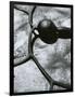 Kelp, Baja California, 1967-Brett Weston-Framed Photographic Print