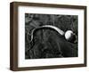 Kelp, Baja, California, c. 1967-Brett Weston-Framed Photographic Print