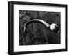 Kelp, Baja, California, c. 1967-Brett Weston-Framed Photographic Print