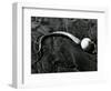 Kelp, Baja, California, c. 1967-Brett Weston-Framed Photographic Print