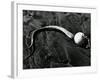 Kelp, Baja, California, c. 1967-Brett Weston-Framed Photographic Print