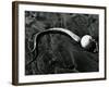 Kelp, Baja, California, c. 1967-Brett Weston-Framed Photographic Print