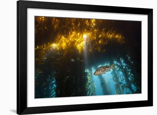 Kelp Bass Saw Perch, Paralabrax Clathratus, San Benito Island, Mexico-Reinhard Dirscherl-Framed Photographic Print