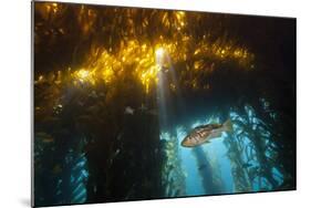 Kelp Bass Saw Perch, Paralabrax Clathratus, San Benito Island, Mexico-Reinhard Dirscherl-Mounted Photographic Print