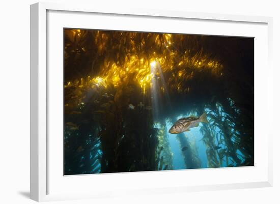 Kelp Bass Saw Perch, Paralabrax Clathratus, San Benito Island, Mexico-Reinhard Dirscherl-Framed Photographic Print