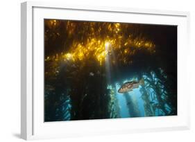 Kelp Bass Saw Perch, Paralabrax Clathratus, San Benito Island, Mexico-Reinhard Dirscherl-Framed Photographic Print