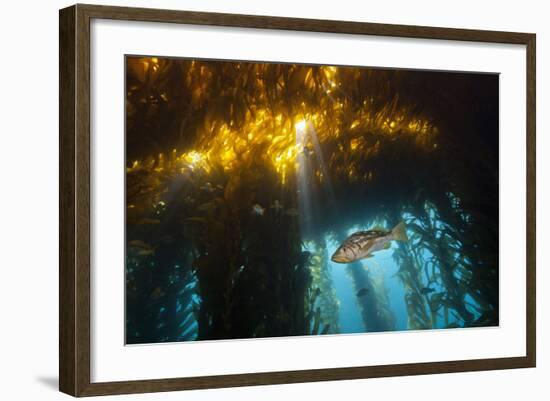 Kelp Bass Saw Perch, Paralabrax Clathratus, San Benito Island, Mexico-Reinhard Dirscherl-Framed Photographic Print