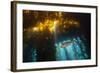 Kelp Bass Saw Perch, Paralabrax Clathratus, San Benito Island, Mexico-Reinhard Dirscherl-Framed Photographic Print