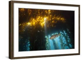 Kelp Bass Saw Perch, Paralabrax Clathratus, San Benito Island, Mexico-Reinhard Dirscherl-Framed Photographic Print