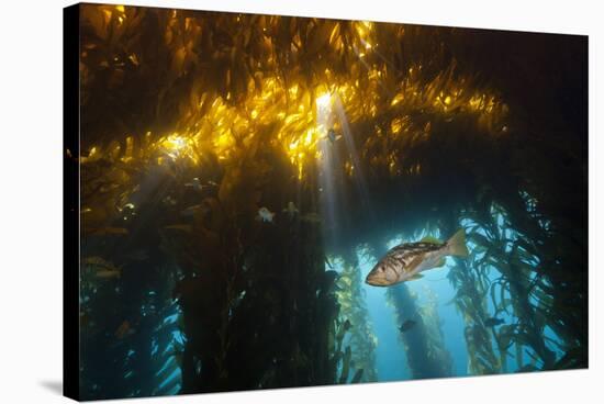 Kelp Bass Saw Perch, Paralabrax Clathratus, San Benito Island, Mexico-Reinhard Dirscherl-Stretched Canvas